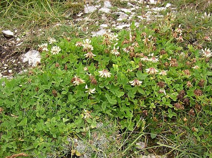Trifolium pallescens