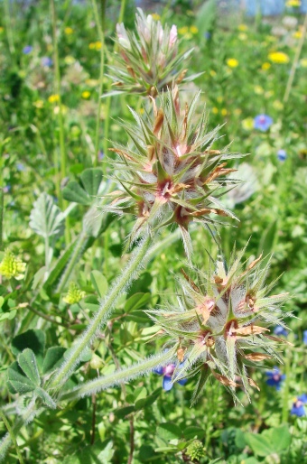 Trifolium stellatum