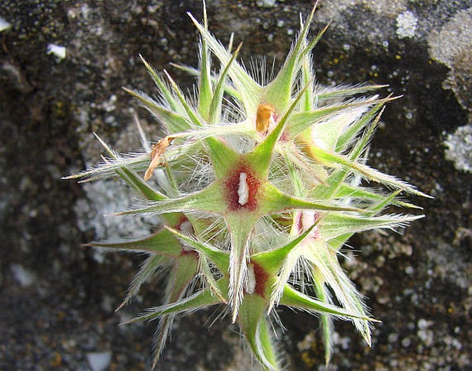 Trifolium stellatum