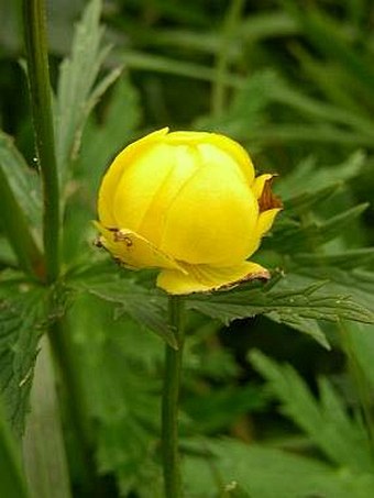 Trollius altissimus