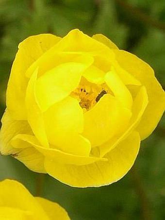 Trollius altissimus