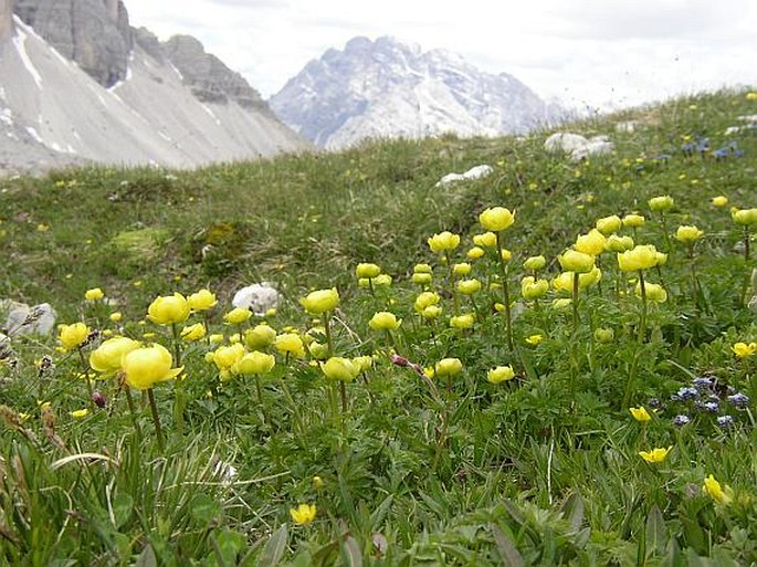 Trollius altissimus