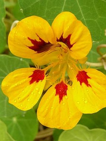 Tropaeolum majus