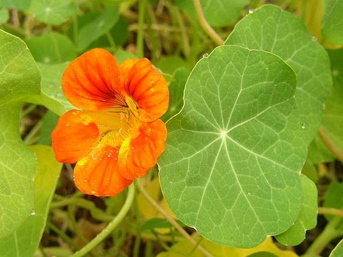 TROPAEOLUM MAJUS L. - lichořeřišnice větší / kapucínka väčšia