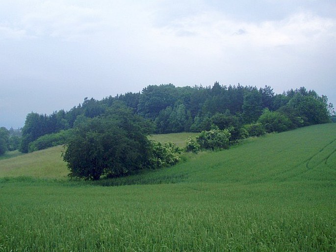 Stráň u Trusnova - přírodní památka