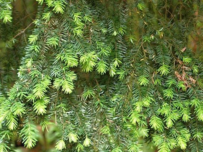 Tsuga heterophylla