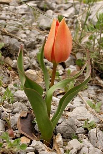 Tulipa armena