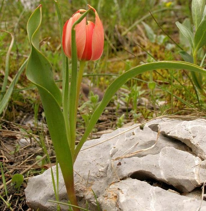 TULIPA ARMENA var. LYCICA (Baker) Marais – tulipán