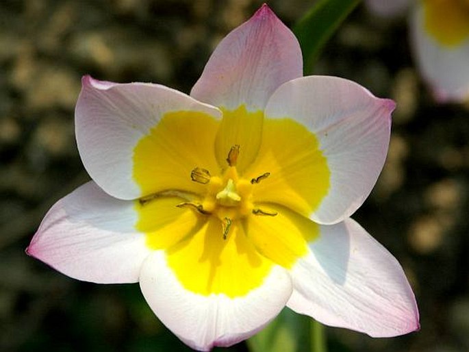 Tulipa saxatilis