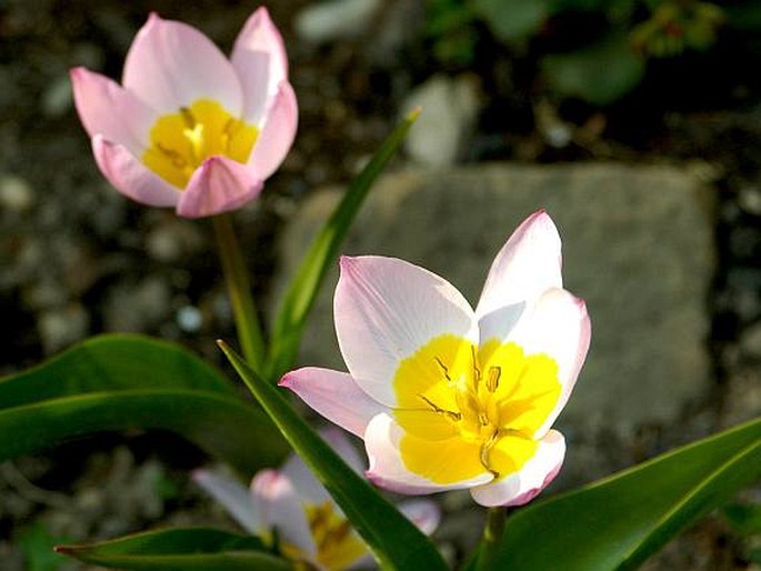 Tulipa saxatilis z kultury