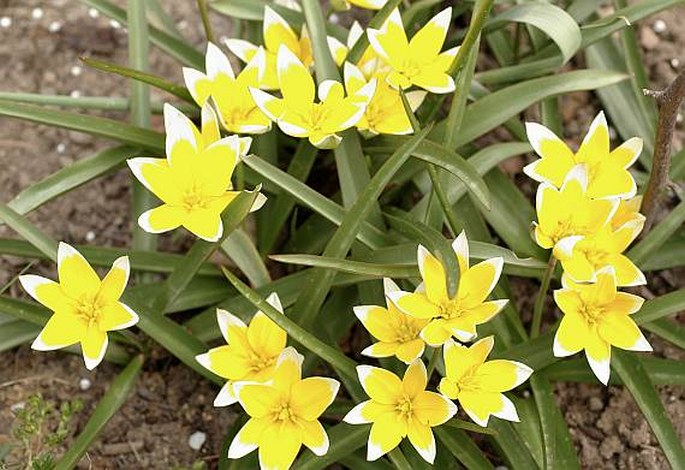 Tulipa urumiensis