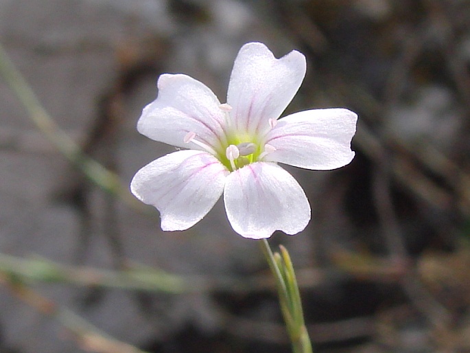 Petrorhagia saxifraga