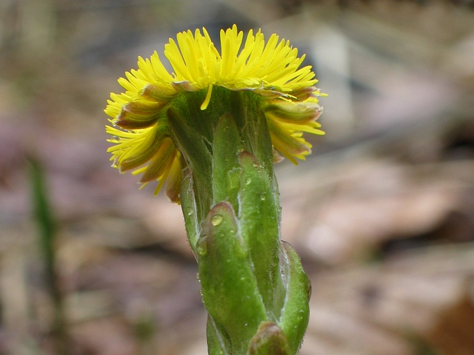 Tussilago farfara