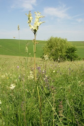 Filipendula vulgaris