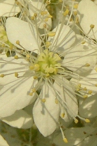 Filipendula vulgaris