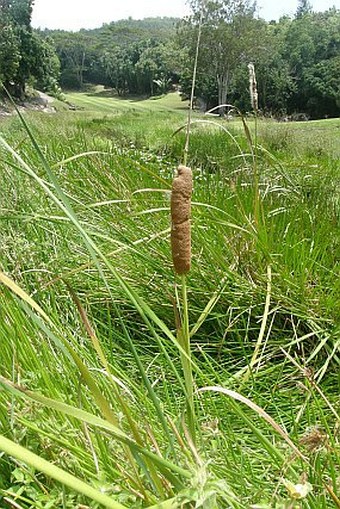 Typha domingensis