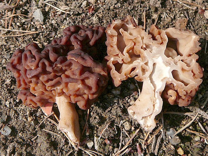 Gyromitra esculenta