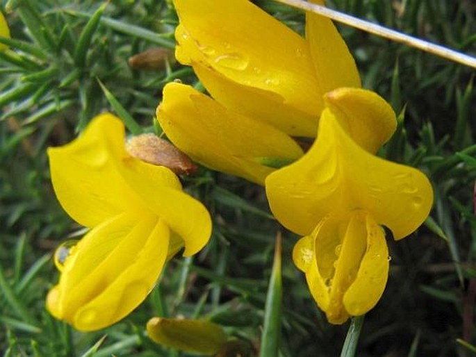 Ulex gallii