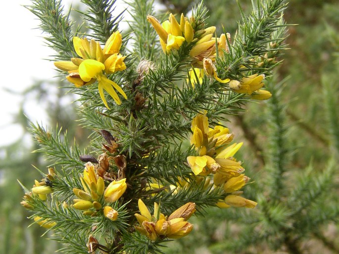 ULEX EUROPAEUS L. - hlodáš evropský / hlodáš európsky