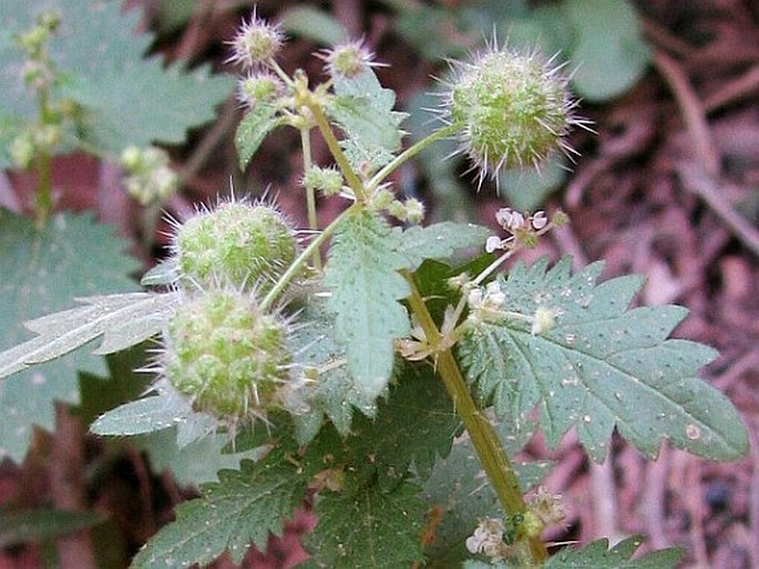 URTICA PILULIFERA L. – kopřiva kulkonosná / pŕhľava guľkonosná