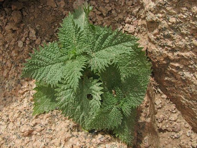 Urtica pilulifera