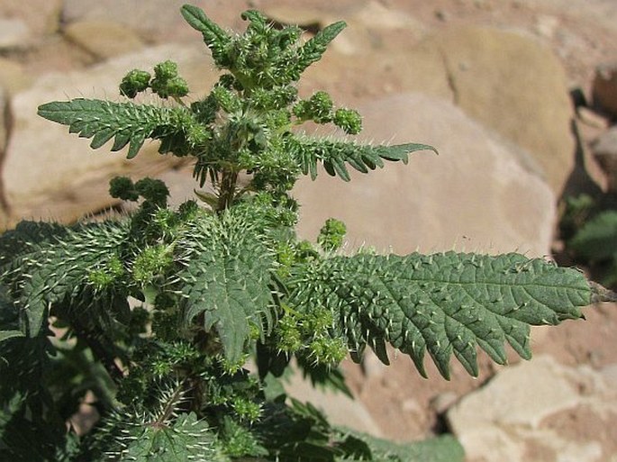 Urtica pilulifera