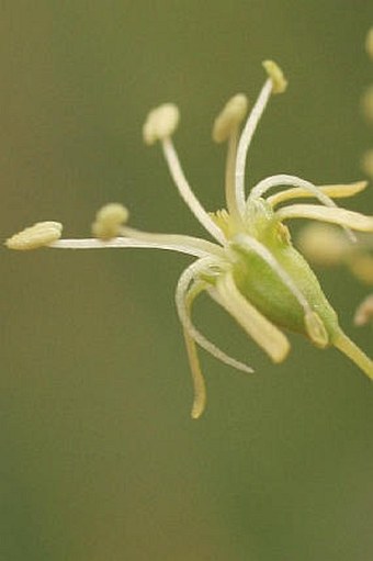 Silene otites