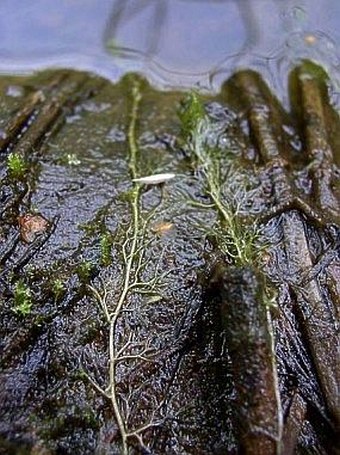 Utricularia australis