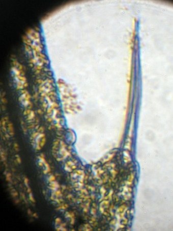 Utricularia australis