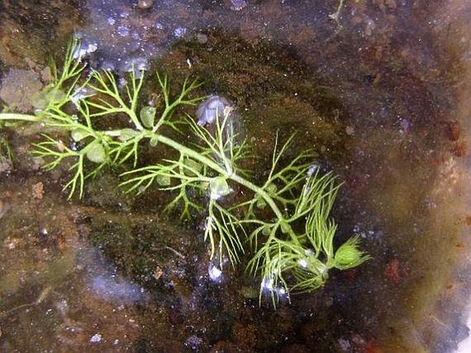 Utricularia australis