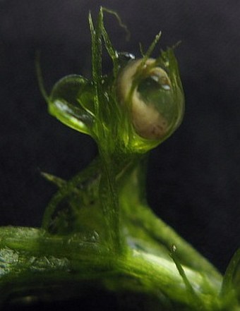 Utricularia ochroleuca