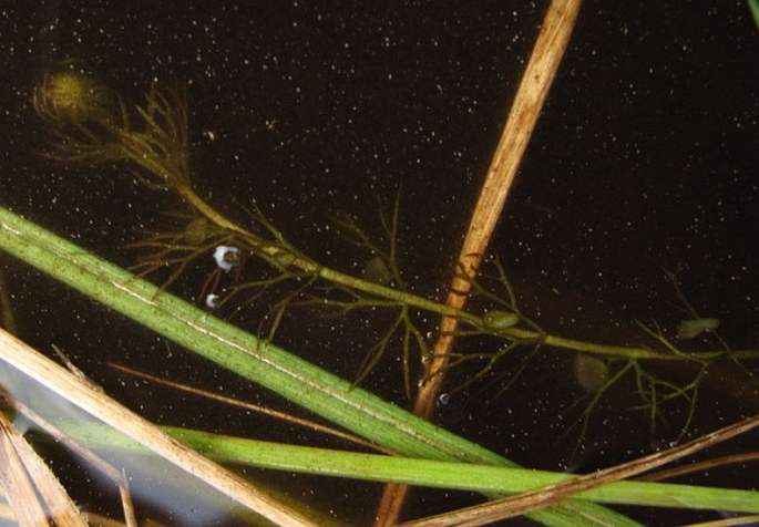 UTRICULARIA OCHROLEUCA R. Hartman – bublinatka bledožlutá