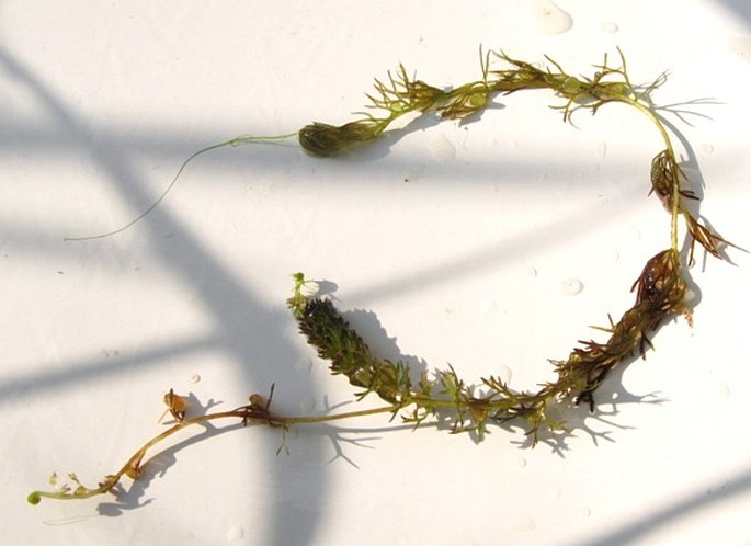 Utricularia ochroleuca