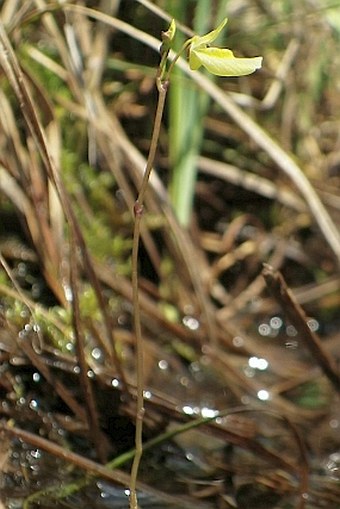 Utricularia minor