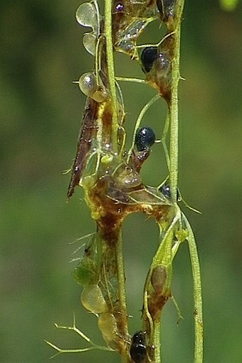 Utricularia minor