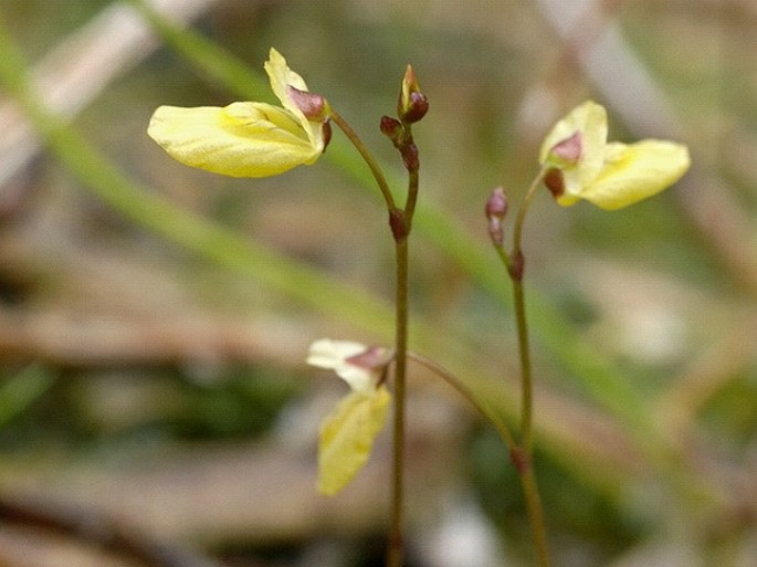 Utricularia minor