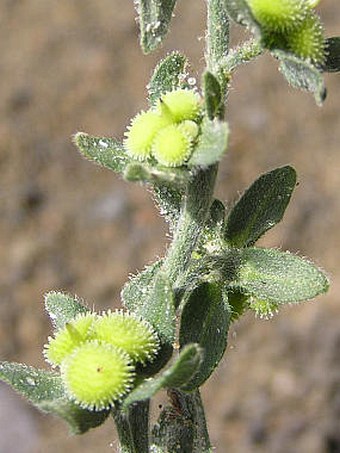 Cynoglossum creticum