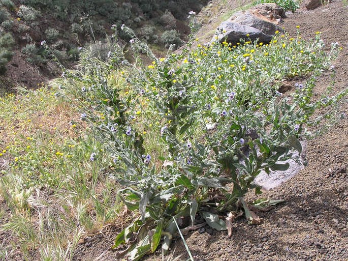 Cynoglossum creticum