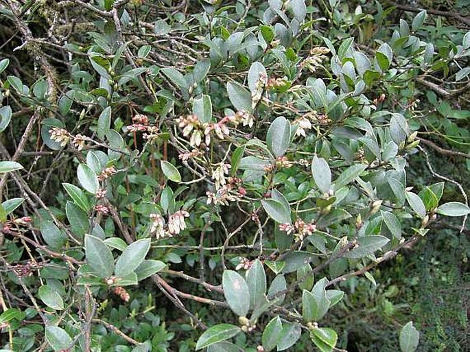 Vaccinium consanguineum