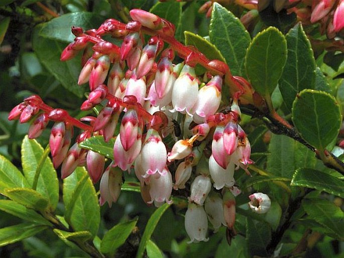 VACCINIUM CONSANGUINEUM Klotzsch – brusnice / brusnica