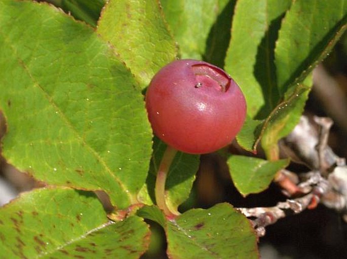 Vaccinium membranaceum