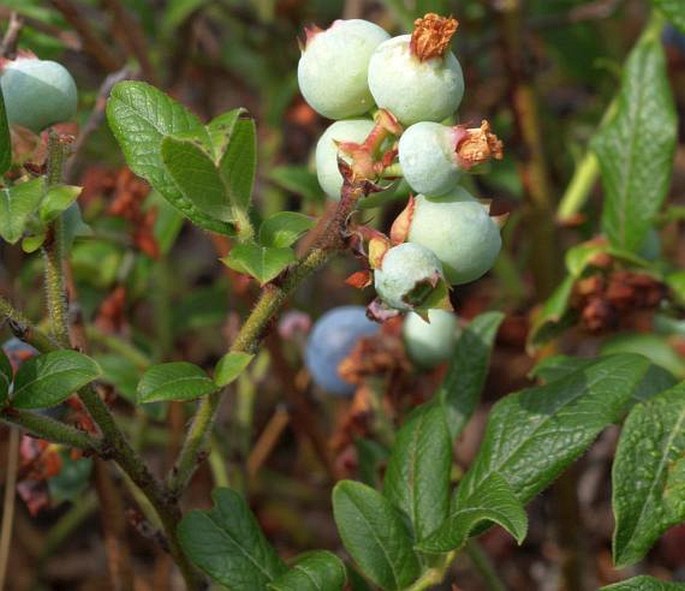 Vaccinium myrtilloides