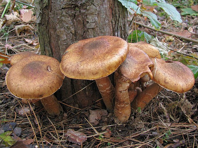 Armillaria ostoyae