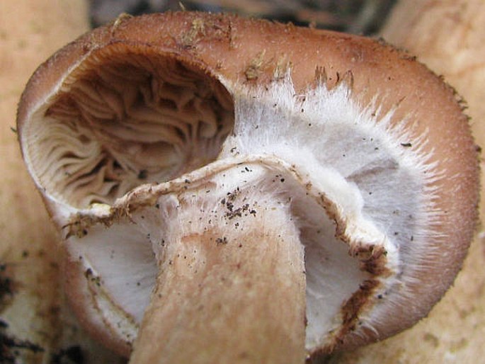 Armillaria ostoyae