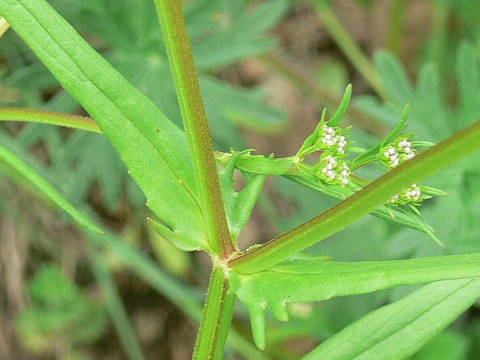 Valerianella dentata subsp. eriosperma
