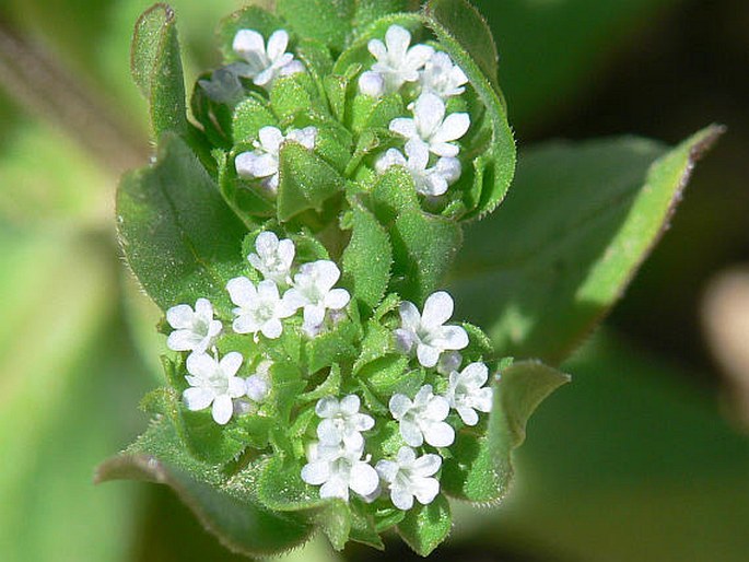 VALERIANELLA LOCUSTA (L.) Laterr. - kozlíček polníček / valeriánka poľná