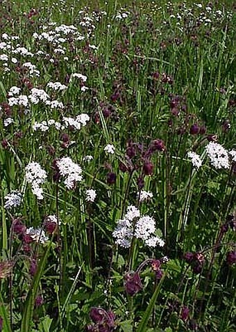 Valeriana dioica