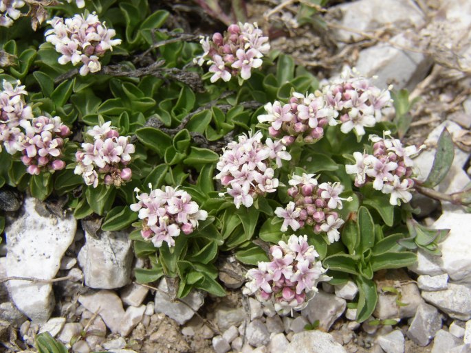 Valeriana supina