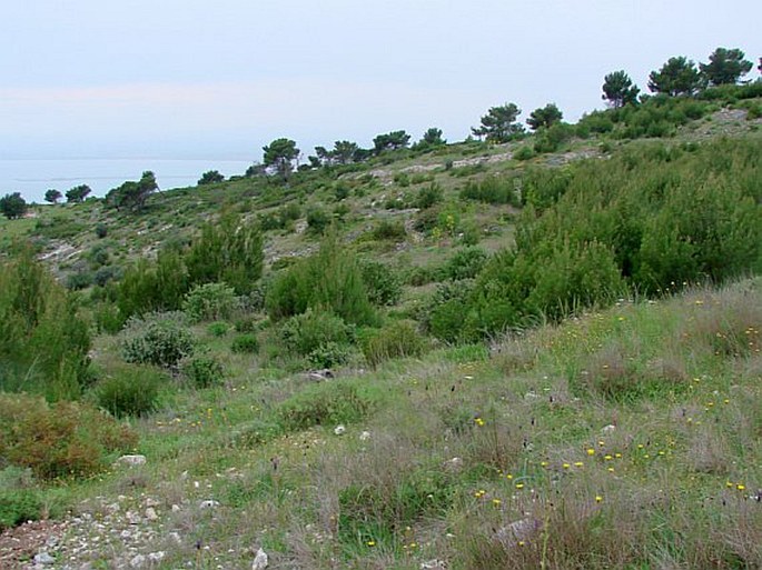 Valeriana tuberosa