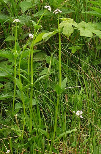 Valeriana simplicifolia